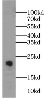 CNPY2 Antibody