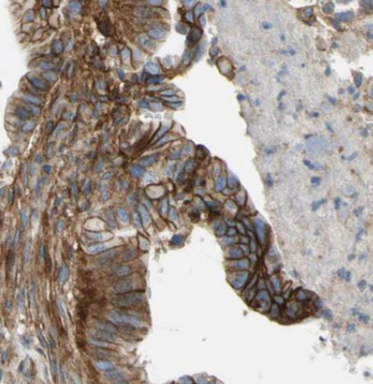 CNPY2 Mouse Monoclonal Antibody
