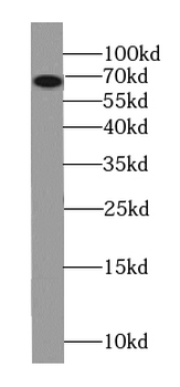 COG8 Antibody