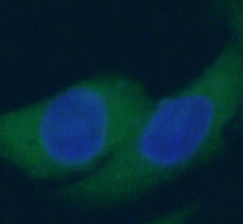 GJA1 Antibody