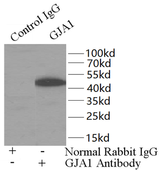 GJA1 Rabbit Polyclonal Antibody