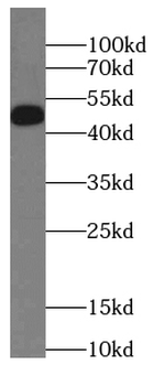 GJA3 Antibody
