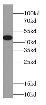 GJA3 Antibody