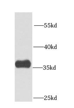 CPOX Antibody
