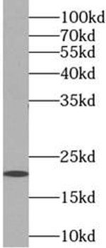 COQ10A Antibody