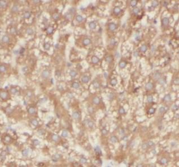 COQ10A Rabbit Polyclonal Antibody