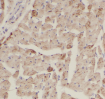 CRLS1 Antibody