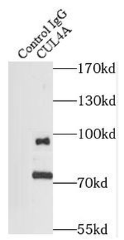 CUL4A Mouse Monoclonal Antibody