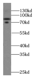 CUL4A Mouse Monoclonal Antibody