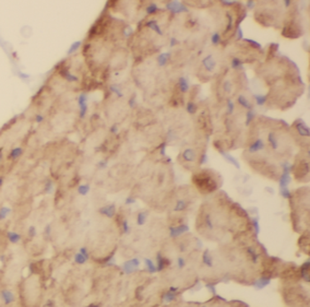 CUL4A Mouse Monoclonal Antibody