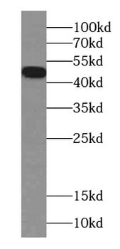 ACKR3 Antibody