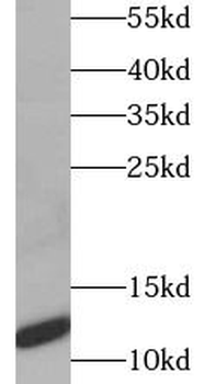 CT83 Antibody