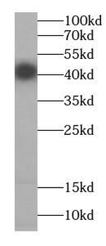 CCNI Antibody