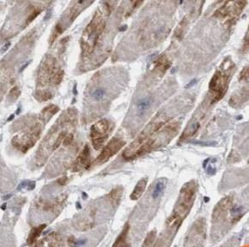 CCNI Rabbit Polyclonal Antibody
