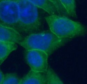 CYP1A2 Antibody