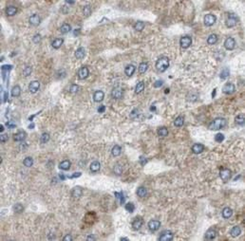 CYGB Mouse Monoclonal Antibody