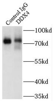 DDX4 Rabbit Polyclonal Antibody