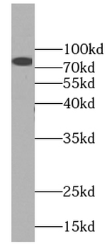 DDX4 Rabbit Polyclonal Antibody