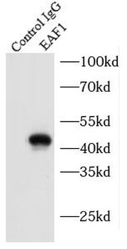 EAF1 Antibody