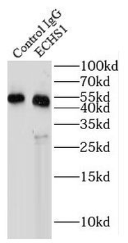 ECHS1 Mouse Monoclonal Antibody