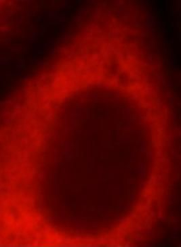 AGO1 Antibody