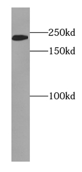 EVPL Antibody