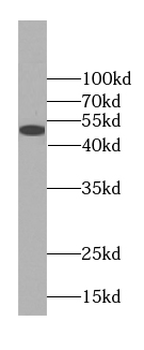 FLAD1 antibody
