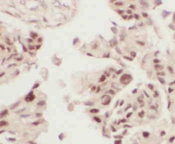 FMO5 specific Rabbit Polyclonal Antibody