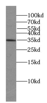 FST Antibody