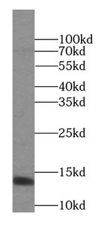 GABARAPL2 Specific Rabbit Polyclonal Antibody