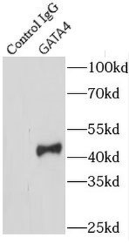 GATA4 Antibody