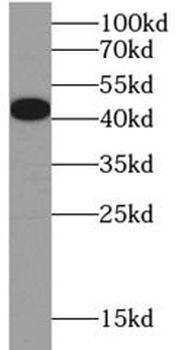 GATA4 Rabbit Polyclonal Antibody