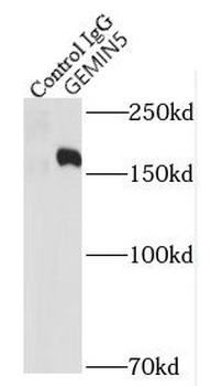 GEMIN5 Antibody