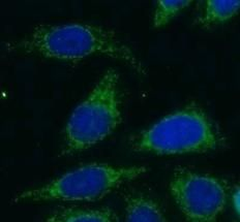 GOLGB1 Antibody