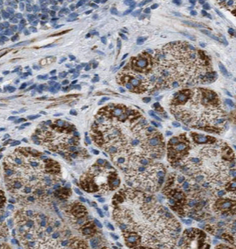 GKN1 Mouse Monoclonal Antibody