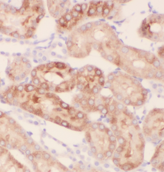 GLI2 Specific Rabbit Polyclonal Antibody