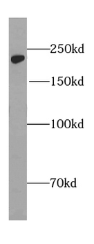 GLI3 Antibody