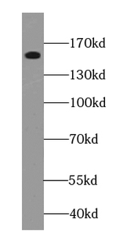 GPRASP1 Antibody