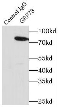 HSPA5 Rabbit Polyclonal Antibody