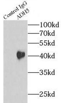 ADH5 Rabbit Polyclonal Antibody