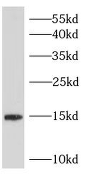 HBE1 Antibody