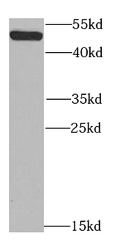 TGFB1I1 Antibody