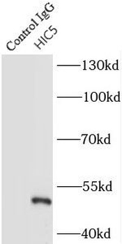 TGFB1I1 Rabbit Polyclonal Antibody