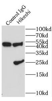 HIKESHI Rabbit Polyclonal Antibody