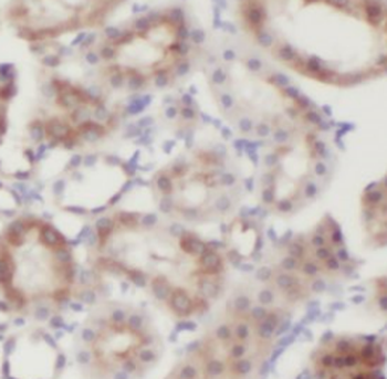 HIKESHI Rabbit Polyclonal Antibody