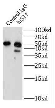 IST1 Rabbit Polyclonal Antibody