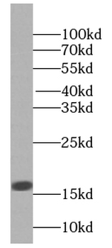 H2AC6 Antibody