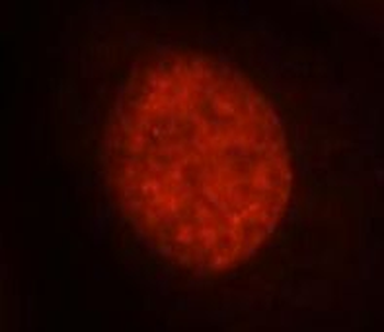 Histone H1.2 Rabbit Polyclonal Antibody