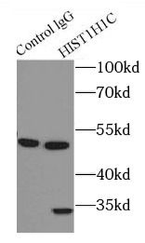 Histone H1.2 Rabbit Polyclonal Antibody