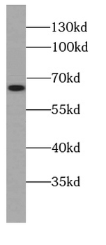 HMGXB4 Antibody